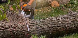 How Our Tree Care Process Works  in  Palacios, TX